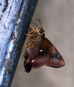 Ventral