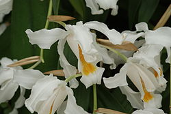 Lumikuningatar (Coelogyne cristata)