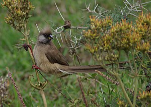 Colius striatus