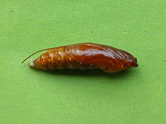 Pupa