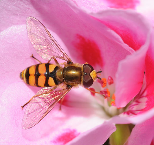 Муха-журчалка (семейство Syrphidae) пьёт нектар из цветка