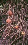 Cannon-ball Tree -- Couroupita guianensis -- कैलाशपति in Marathi; नागलिंगम in Hindi,Tamil & Bengali