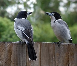 Сорочиця сіроспинна (Cracticus torquatus)