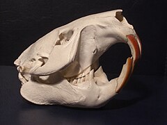 Crâne de castor européen contemporain