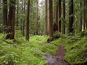 Creek and old-growth forest-Larch Mountain.jpg