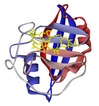 Cyclophilin A-cyclosporin complex 1CWA.png