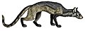 Hesperocyon. Shoulder height is said to be 20 cm according to Tedford and Wang 2008, but this illustration is shown crouched.