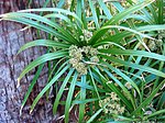 Cyperus alternifolius