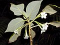 Kvetoucí Cyrtandra gracilis