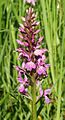 Ibrido Dactylorhiza x braunii