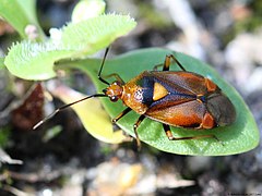 Deraeocoris ruber