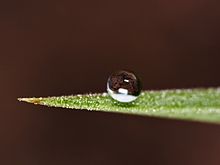 Dew drop on a hydrophobic leaf surface Dew 2.jpg