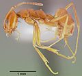 Miniatura para Dorymyrmex flavus