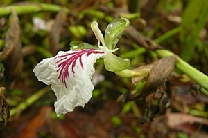 소두구(E. cardamomum)