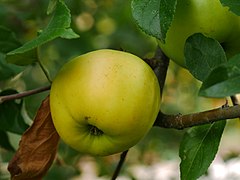 Frucht im Baum