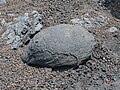 Bomba vulcanica (Etna), su letto di lapilli.