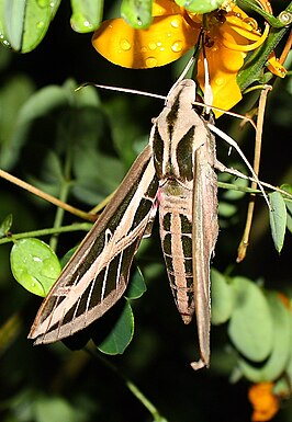 Eumorpha fasciatus