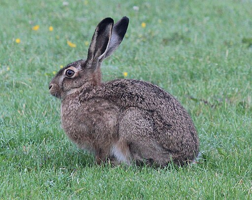 European Hare 2012-07-30 1