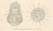 Miniatura para Mesodinium