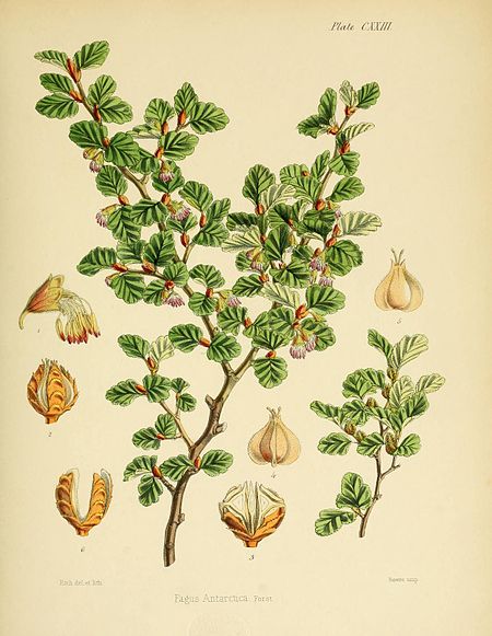 Plate CXXIII; Fagus Antarctica Forst.; Fitch del et lith.; Reeve imp.