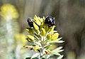 Cleome isomeris にとまる Murgantia histrionica nymphs