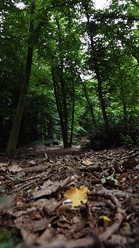 Image illustrative de l’article Forêt de Bord-Louviers