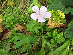 青森県津軽半島の海岸草原 2016年8月中旬