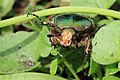 Goldglänzender Rosenkäfer Cetonia aurata