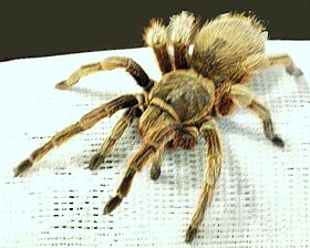 Grammostola rosea