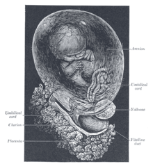 Homa embrio ĉirkaŭgita de amnio