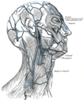 Miniatura para Vena facial