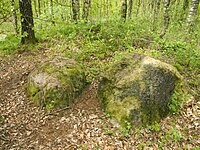 ND CLP 00074 Großsteingrab im Fuhrenkamp