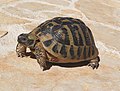 Griechische Landschildkröte (Testudo hermanni boettgeri) gesehen auf der Insel Pag, Kroatien