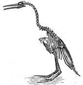 Marsh's now-obsolete 1880 reconstruction of H. regalis Hesperornis Regalis - Project Gutenberg eText 16474.jpg