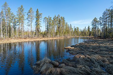 Holmsjöbäcken vid utloppet från Sör-Holmsjön. Maj.