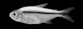 Hyphessobrycon paucilepis