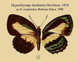 Hypochrysops herdonius