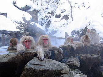 Macaques japonais (Macaca fuscata) se baignant dans les sources chaudes du Jigokudani (préfecture de Nagano, Japon). (définition réelle 800 × 600*)