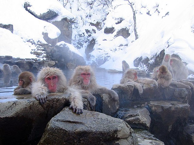 Japanmakaken in einer heißen Quelle in Nagano