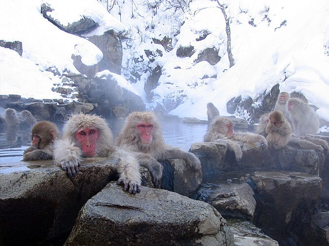 Японские макаки (Macaca fuscata) купаются в горячем источнике в Долина ада (地獄谷) в префектуре Нагано, Япония