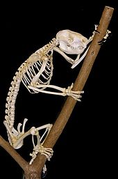 Mounted skeleton Koala skeleton1.jpg