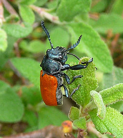 Labidostomis taxicornis