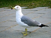 Laridae in Beijing Zoo.JPG