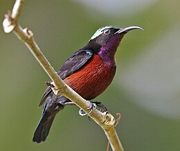 Leptocoma brasiliana