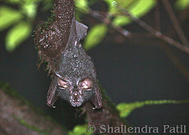 Rhinolophus beddomei