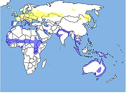 Área de distribución: invernal en azul, residente en verde y reproductor en amarillo