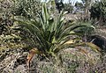 Macrozamia fraseri.jpg