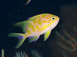 Odontanthias borbonius