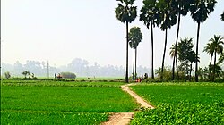 crop field in Mahammadpur Turi