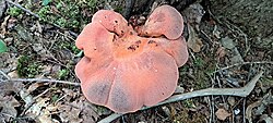 Maksak Fistulina hepatica